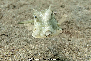 longhorn cowfish
What the hell are you looking at?
'Was... by Hans-Gert Broeder 